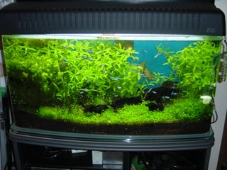 二番目の水槽