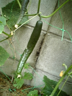 100613_073547