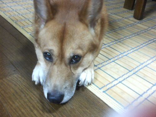 ドンちゃん