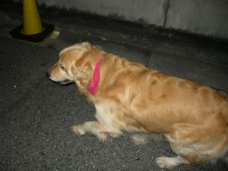 画像 003