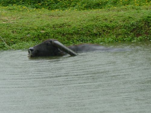 水牛