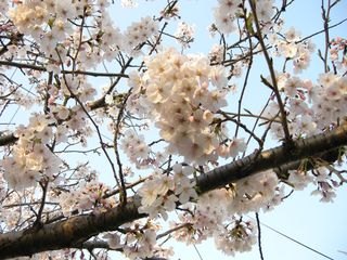 画像 099