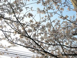 画像 098